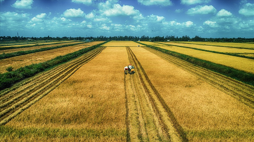 Cây lúa không còn đứng đầu trong trục phát triển nông nghiệp theo Nghị quyết 120. Ảnh: Phan Thanh Cường