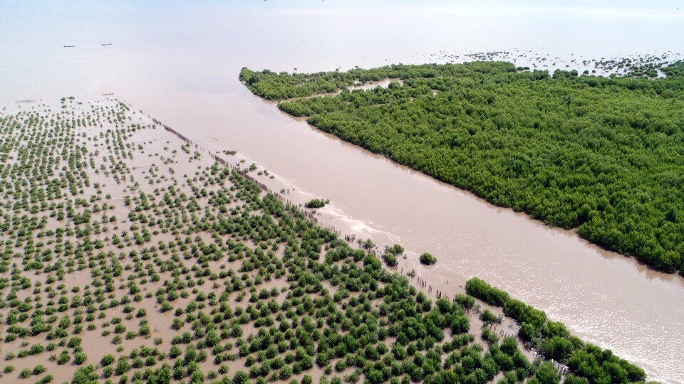 Ngoài giải phải công trình, tỉnh Bạc Liêu, Cà Mau đã trồng rừng ngập mặn tại những bãi bồi ven biển. Ảnh: Phan Thanh Cường