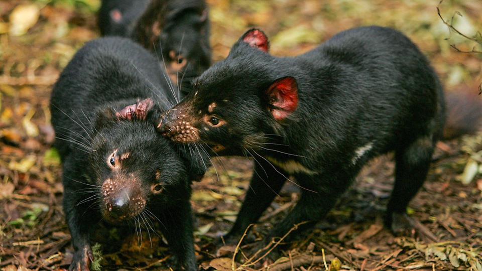 Quỷ Tasmania là loài thú có túi ăn thịt lớn nhất thế giới. Ảnh: AFP