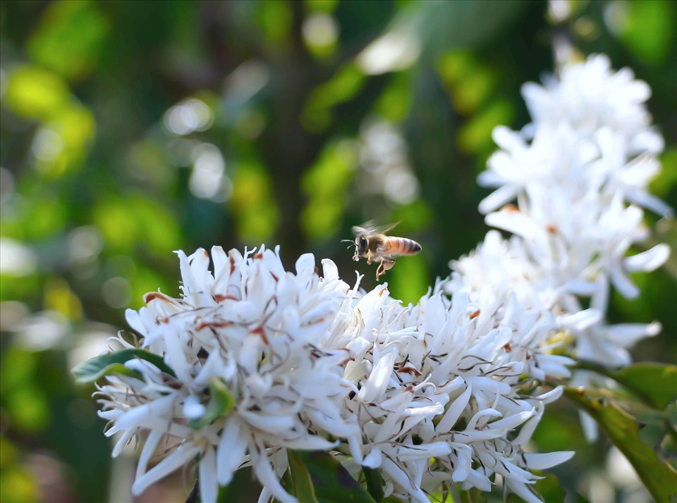 Và “mùa con ong đi lấy mật” cũng được xem là... mùa đẹp nhất ở Tây Nguyên. Ảnh: Bảo Lâm