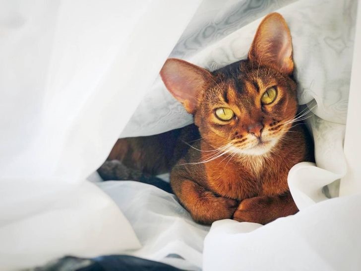 8. Mèo Abyssinian Giống mèo này có vẻ ngoài rất xinh xắn và chúng rất năng động. Chúng hay đòi hỏi sự chú ý và thích gần gũi với chủ nhân. Đôi lúc chúng rất bướng bỉnh. Ngoài ra, giống mèo này hay gặp các vấn đề sức khoẻ liên quan đến xương khớp và dễ bị dị ứng.