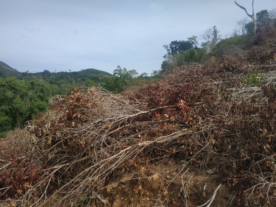 Nạn phá rừng ở xã Suối Tân chủ yếu diễn ra tại tiểu khu 231. Đây là hình ảnh phá rừng được người dân ghi lại vào tháng 7.2019. Ảnh: Linh Đan