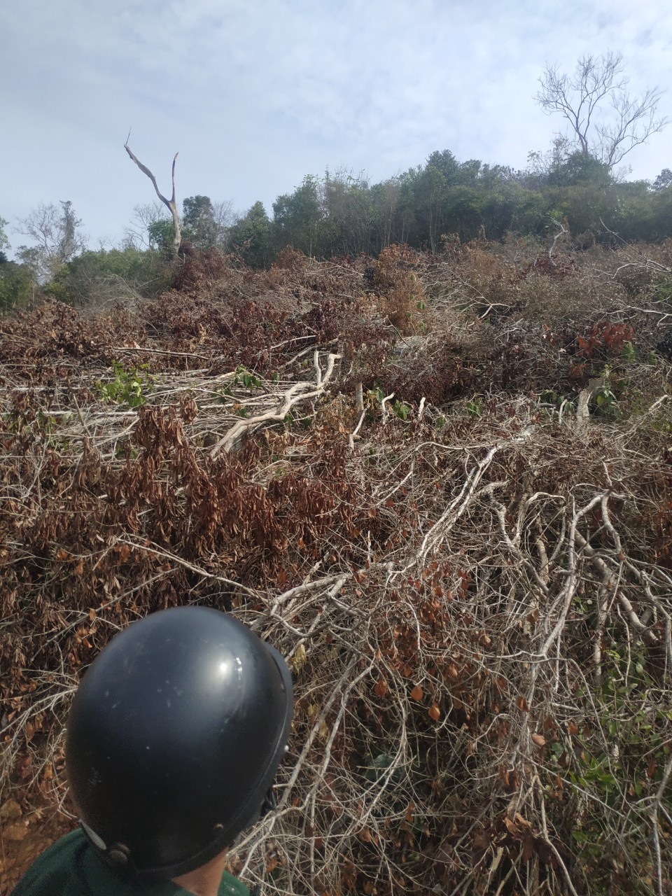 Nhiều cánh rừng tái sinh bị tàn sát ở tiểu khu 231, xã Suối Tân, huyện Cam Lâm, Khánh Hòa. Ảnh: N.B