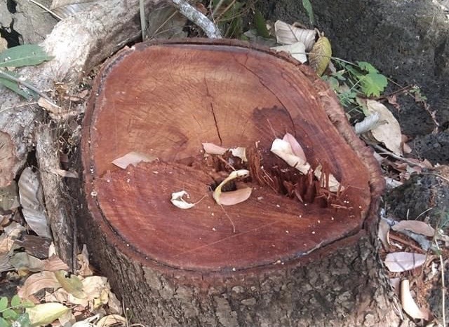Nhiều cây gỗ quý đã bị đốn hạ nhưng chủ rừng thông tin chỉ có một cây? Ảnh: Bảo Lâm