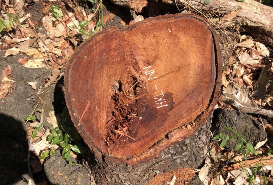 Một cây gỗ bị cưa xẻ đã được đánh dấu ký hiệu. Ảnh: Bảo Lâm