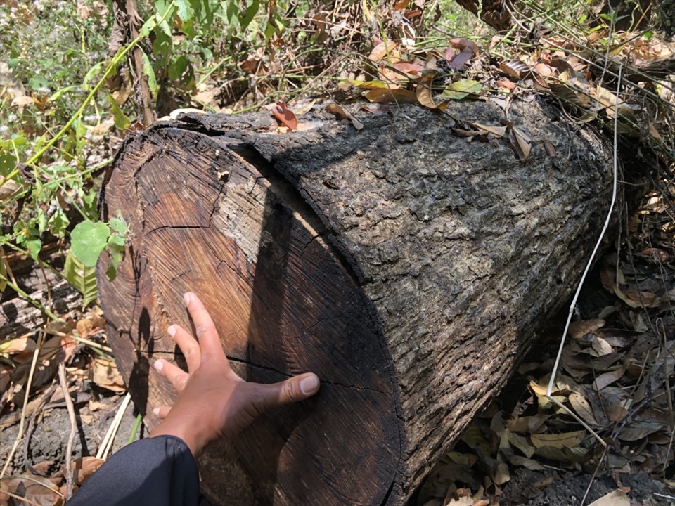 Một cây gỗ khác bị cưa hạ tự lâu, thân gỗ đã bị rêu, mốc. Ảnh: Bảo Lâm
