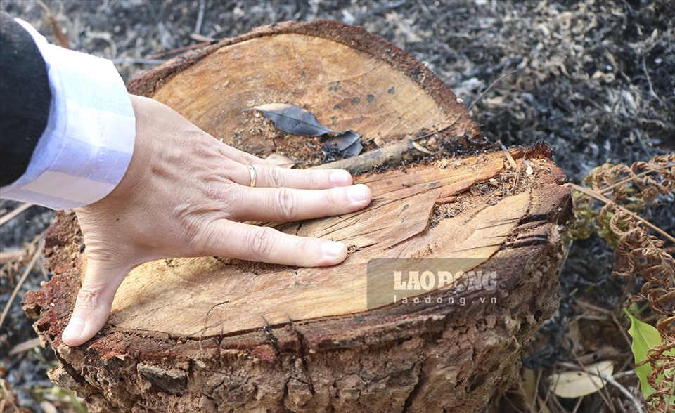 Có những cây gỗ có đường kính khoảng 30cm cũng bị hạ gục bằng cưa máy.