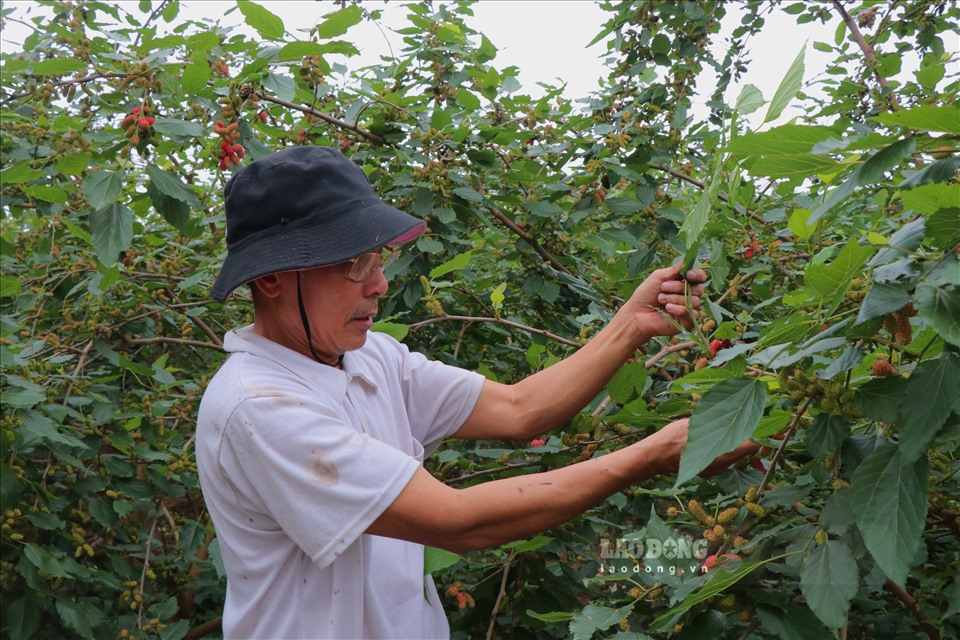 Gia đình ông Yên là một trong số ít hộ trồng dâu tằm được quả “đẹp” chờ thu hoạch. Ảnh: Lan Như.