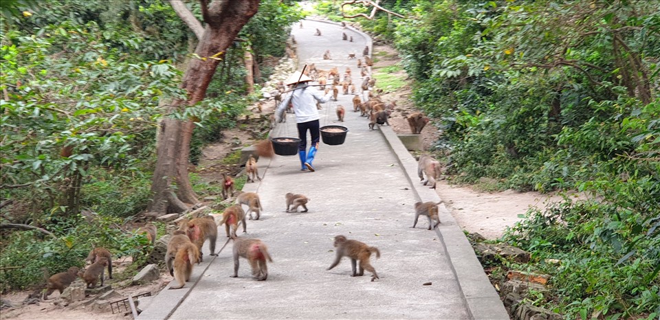 Đàn khỉ theo chân nhân viên đem đồ ăn. Mỗi nhóm khỉ được bố trí ăn ở những nơi khác nhau để tránh xung đột. Ảnh: Nguyễn Hùng