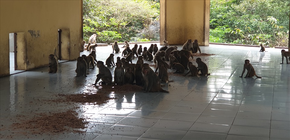 Giờ ăn sáng của đàn khỉ trên đảo Rều. Ảnh: Nguyễn Hùng