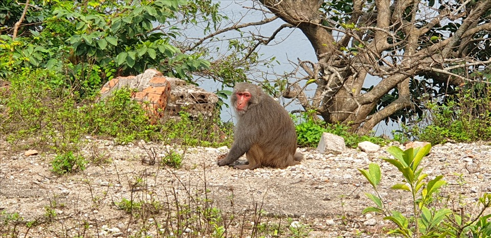 Loài khỉ vàng này chỉ có ở những vùng núi đá, trong đó xuất hiện ở vùng vịnh Hạ Long, Bái Tử Long rất nhiều. Ảnh: Nguyễn Hùng