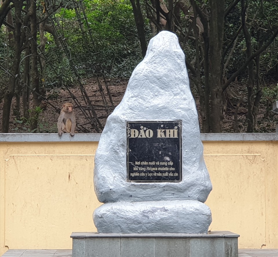 Bia đá tri ân những đóng góp của đàn khỉ đảo Rều cho nghiên cứu y học cứu người. Ảnh: Nguyễn Hùng