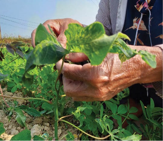 Bệnh khảm lá sắn xuất hiện trên một số diện tích trồng xen cây đậu ở Phong Điền, Hương Trà. Ảnh: HN.