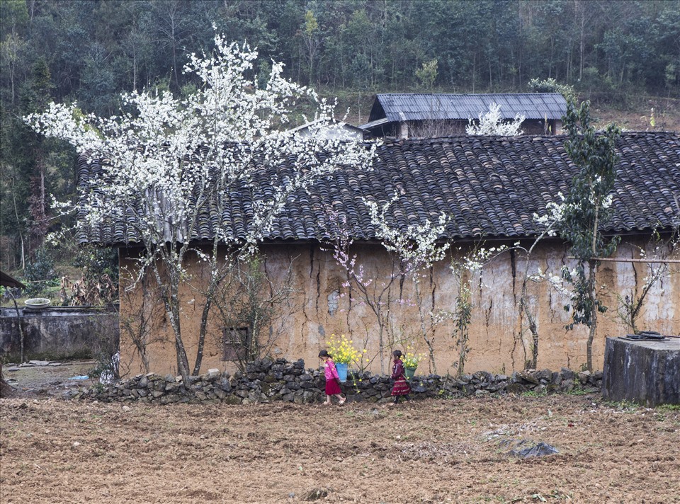 Mùa xuân về trên Sủng Là.