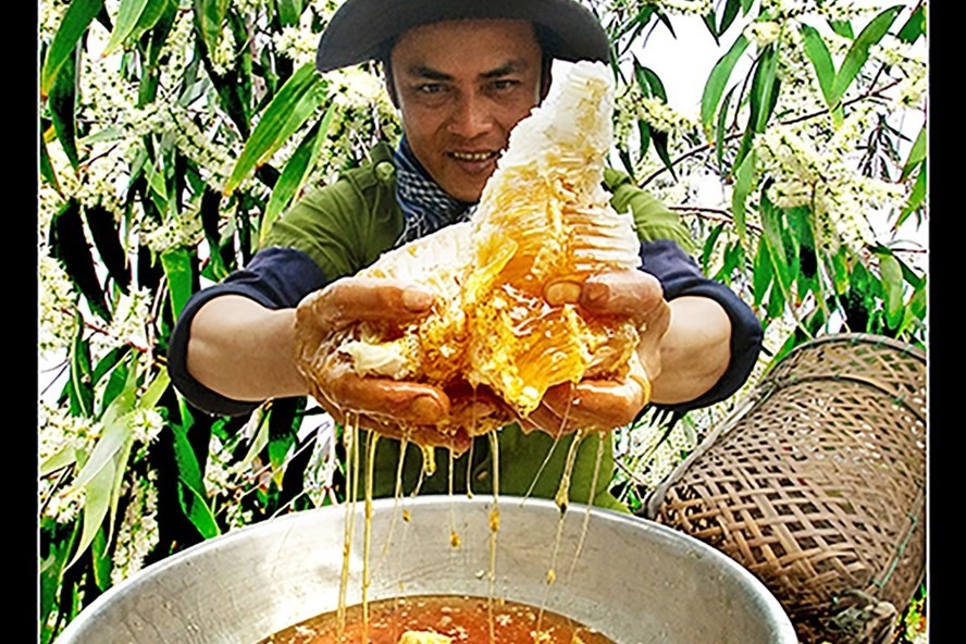Mật ong rừng U Minh Hạ (Cà Mau) một trong 14 sản phẩm được ưu tiên khuyến khích phát triển. Ảnh: Huỳnh Lâm