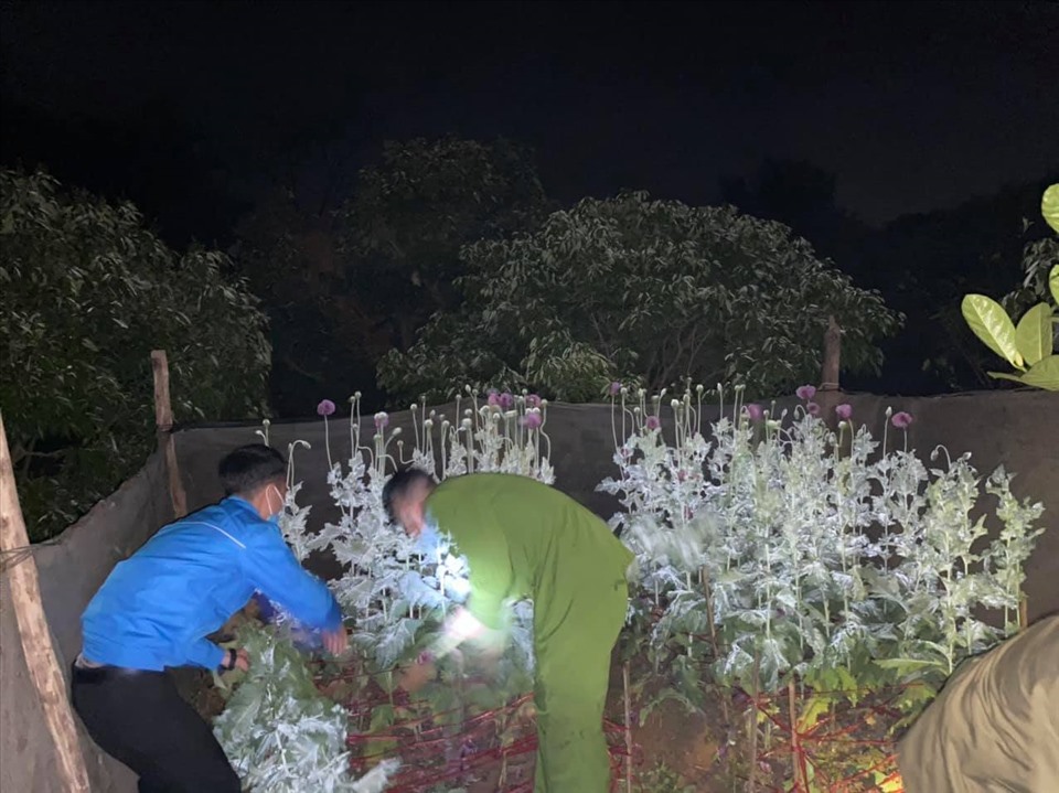 Thu giữ cây thuốc phiện trong vườn nhà người dân trên địa bàn huyện Lục Nam, Bắc Giang. Ảnh: Công an huyện Lục Nam.