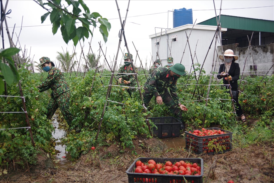 Cán bộ chiến sĩ giúp người dân thu hoạch nông sản. Ảnh VM