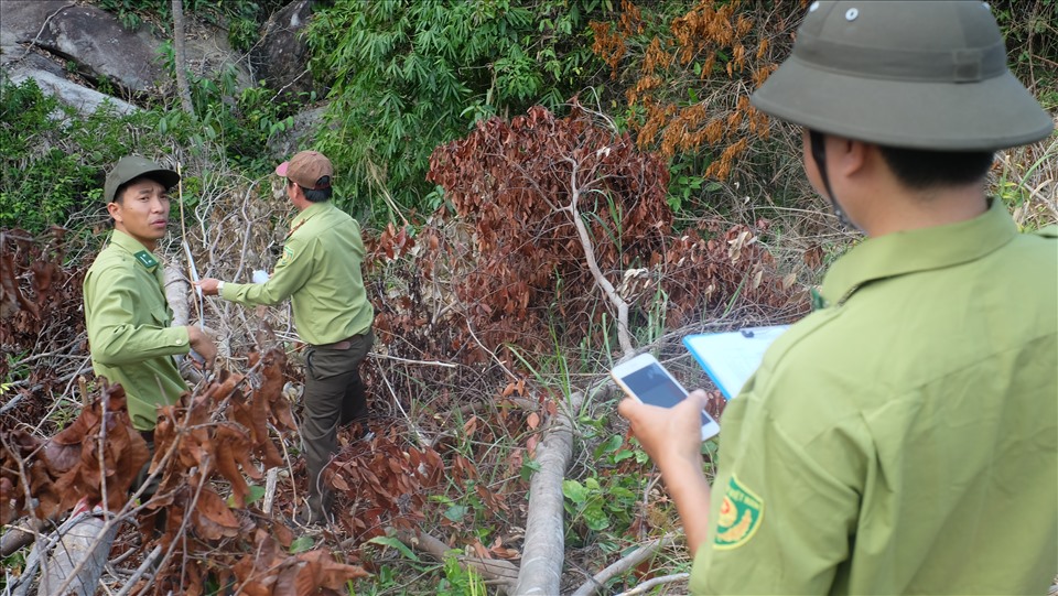 Các cơ quan chức năng huyện Cam Lâm, Khánh Hòa khám nghiệm hiện trường vụ phá rừng tại tiểu khu 231. Ảnh: Nhiệt Băng