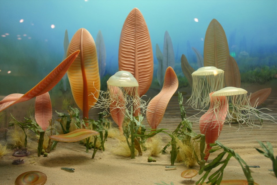 Cuộc sống dưới đáy biển kỷ Ediacaran. Ảnh: Wiki