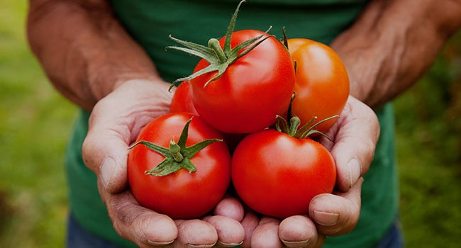 Cà chua và một số loại thực phẩm chứa lycopene giúp làm chậm sự phát triển của ung thư tuyến tiền liệt.