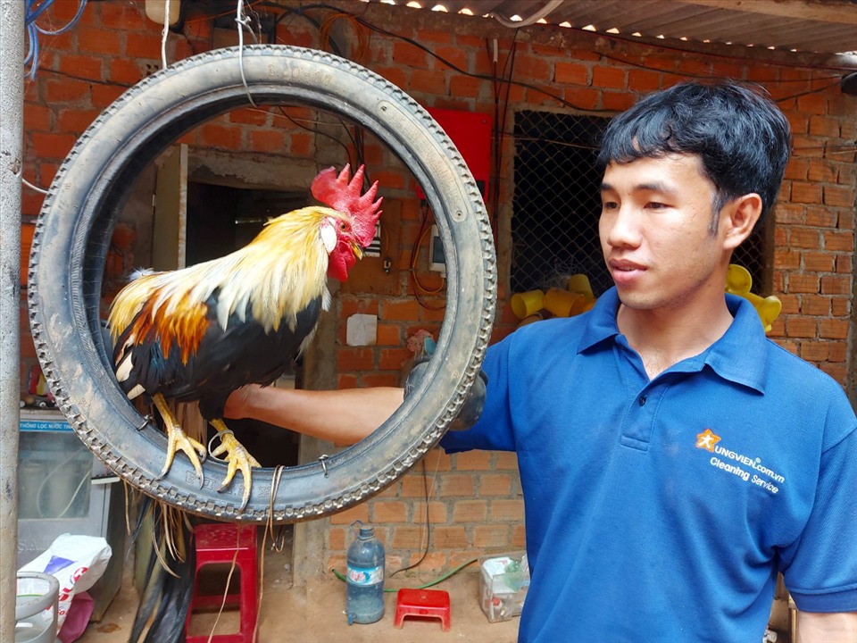 Ngoài nuôi chim trĩ bán thịt, Tín còn nuôi chim công, chim trĩ bảy màu, gà vảy cá, gà Brahma, gà Onagadori, gà lôi... Ảnh: N.T