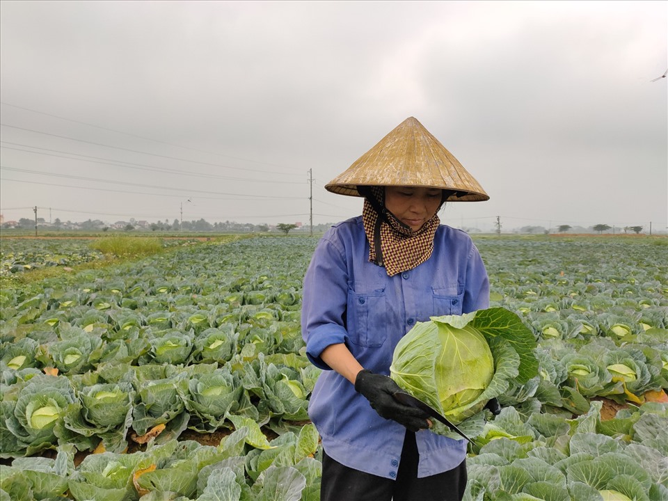 Bà Lê Thị Bảy (xóm Vinh Tiên, xã Diễn Phong) cho biết, các loại rau, trong đó có bắp cải rất rẻ, từ 300 – 600 đồng/kg nhưng vẫn không có người mua. Cả xe rau chất cao ngút cũng không mua nổi cân thịt lợn.