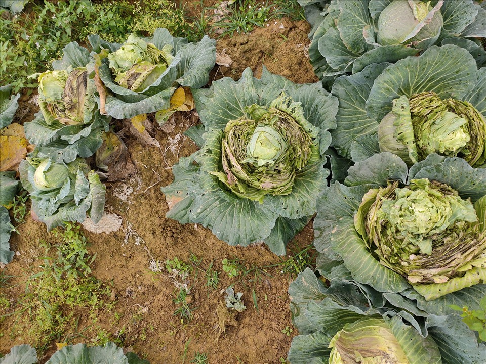 Tại vùng chuyên canh rau ở Diễn Châu, nhiều ruộng rau như su hào, bắp cải, rau cải… đang bị bỏ héo, người dân không còn mặn mà với việc ra đồng thu hoạch rau màu. Ảnh: T.T