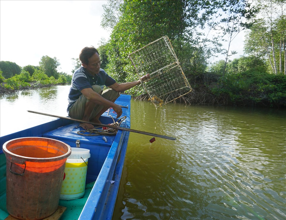 Người dân sử dụng dụng cụ bằng lưới để bắt cua tự nhiên trong những cánh rừng đước Cà Mau.