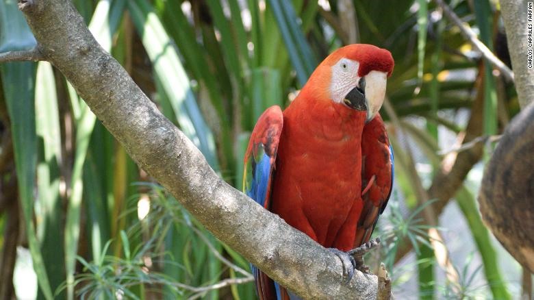 Một con vẹt Macaw. Ảnh:
