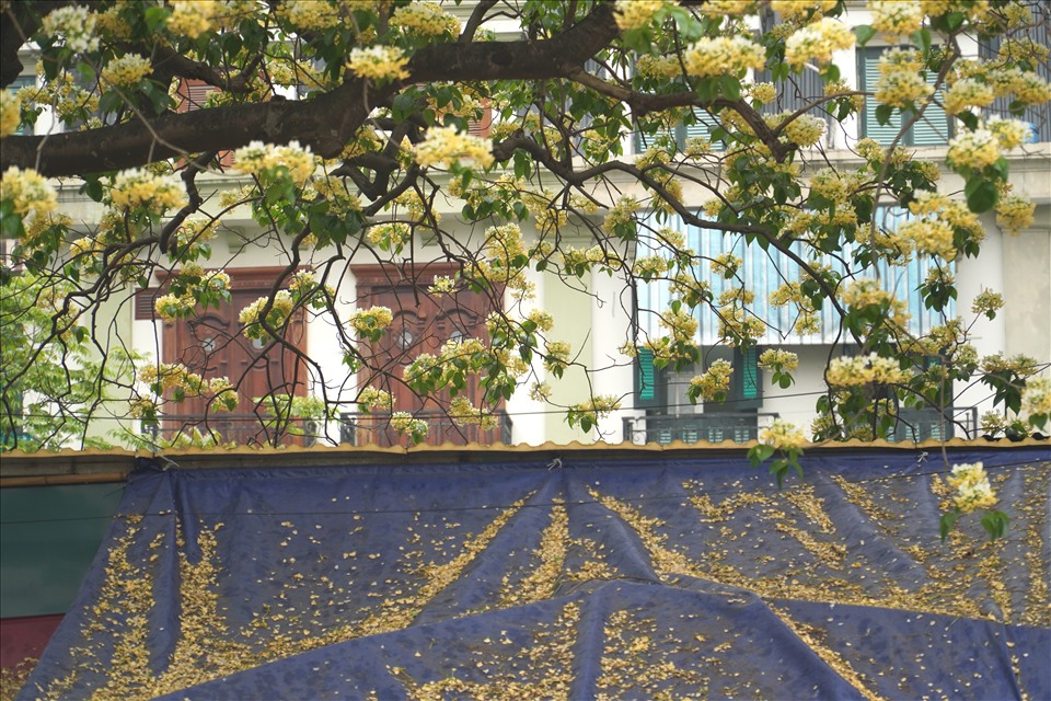 Những ngày cuối tháng 3, hoa Bún bắt đầu rơi nhiều, phủ một màu vàng trên mái nhà và dưới gốc cây. Ảnh: Q.D