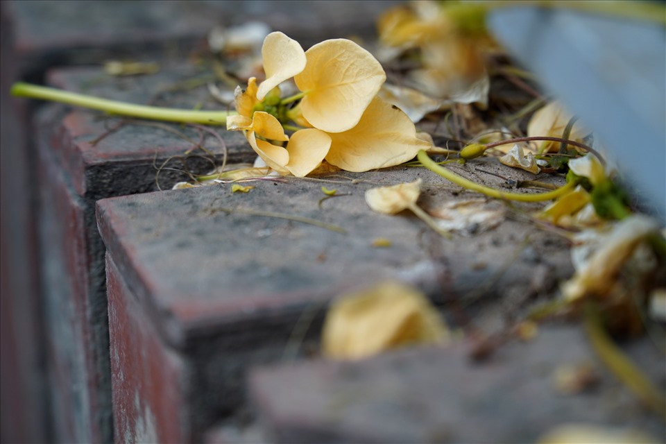Những ngày cuối tháng 3, hoa Bún bắt đầu rơi nhiều, phủ một màu vàng trên mái nhà và dưới gốc cây. Ảnh: Q.D