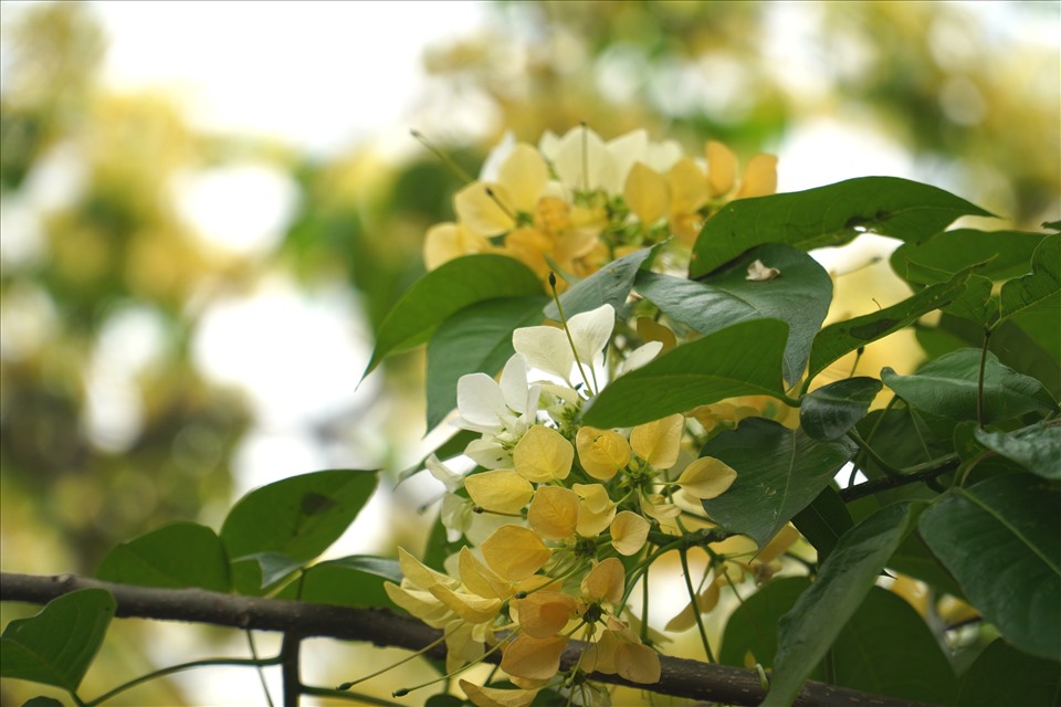 Hoa Bún mọc thành từng chùm phía đầu cành, màu hoa vàng, trắng xen lẫn sắc xanh của lá. Ảnh: Q.D