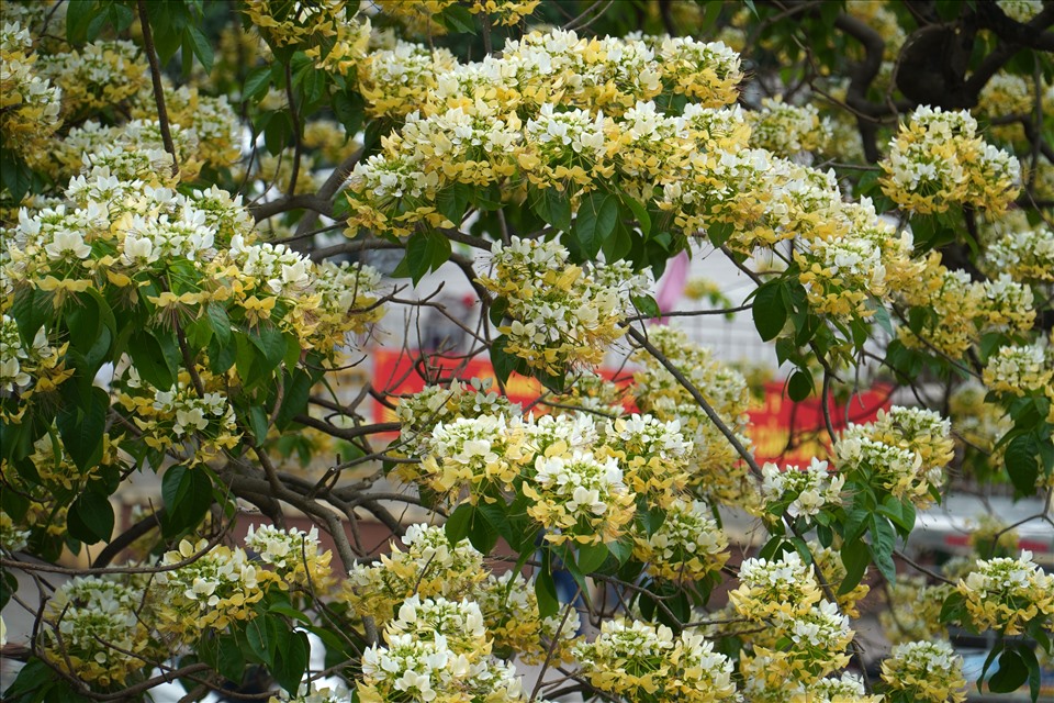 Được biết, cây hoa Bún còn có tên gọi khác là Bạch hoa hay Màn Màn. Hàng năm, cứ vào tháng 3, cây lại bung nở tạo nên một màu vàng rực. Ảnh: Q.D