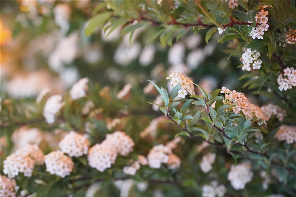 Đây là loài hoa được trồng nhiều ở Nhật Bản. Kodemari trong tiếng Nhật có nghĩa là “quả bóng ném nhỏ” bởi thoạt nhìn trông những chùm hoa tiểu tú cầu như những quả bóng ném.