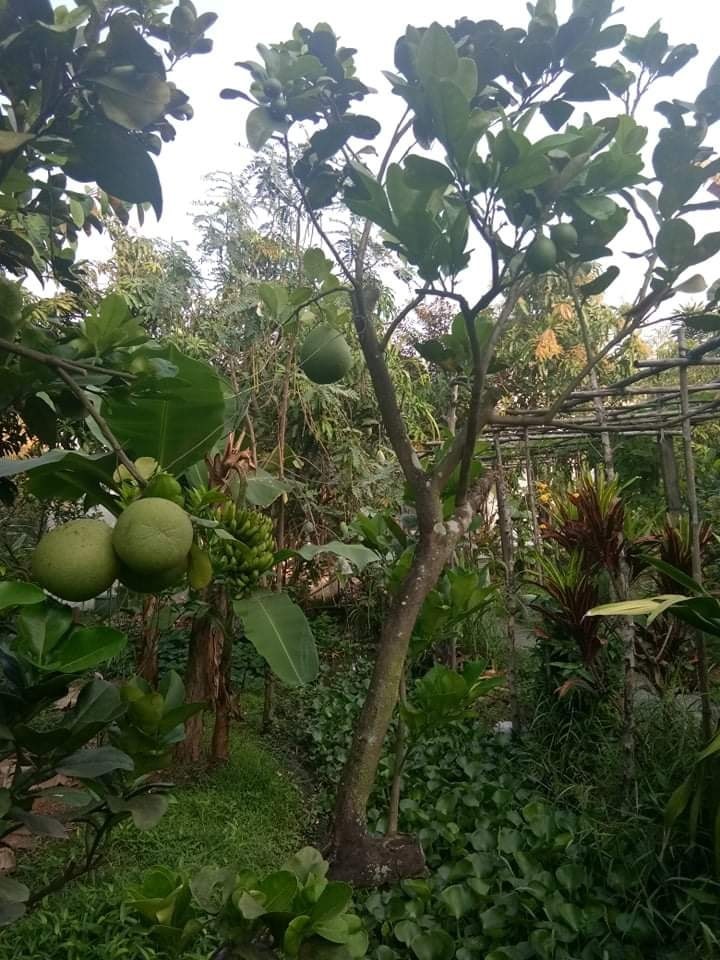 Hàng loạt trái cây, rau củ được Việt Trinh trồng trong vườn.  Trong khu vườn nhà của Việt Trinh có rất nhiều cây ăn trái được trồng tự nhiên, không thuốc trừ sâu như: xoài, khế, ổi, cóc, đu đủ, khế... Ngoài ra, nữ diễn còn trồng rau sạch và các loại củ quả.