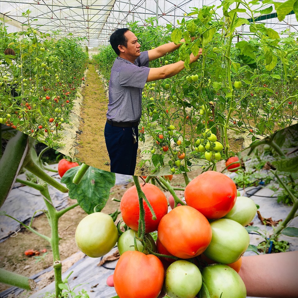 Gia đình anh Đinh Quang Hoàng chọn các loại cây trồng ưa nhiệt độ cao như cà chua leo, dưa chuột, dưa lưới để canh tác. Ảnh: QT