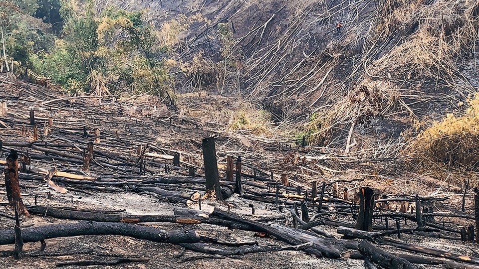 Nhiều cánh rừng ở bản Huổi Sang xã Nà Hỳ và bản Nậm Ngà xã Nậm Chua (huyện Nậm Pồ, tỉnh Điện Biên)  đang xanh tốt bỗng nhiên trở thành tro bụi.