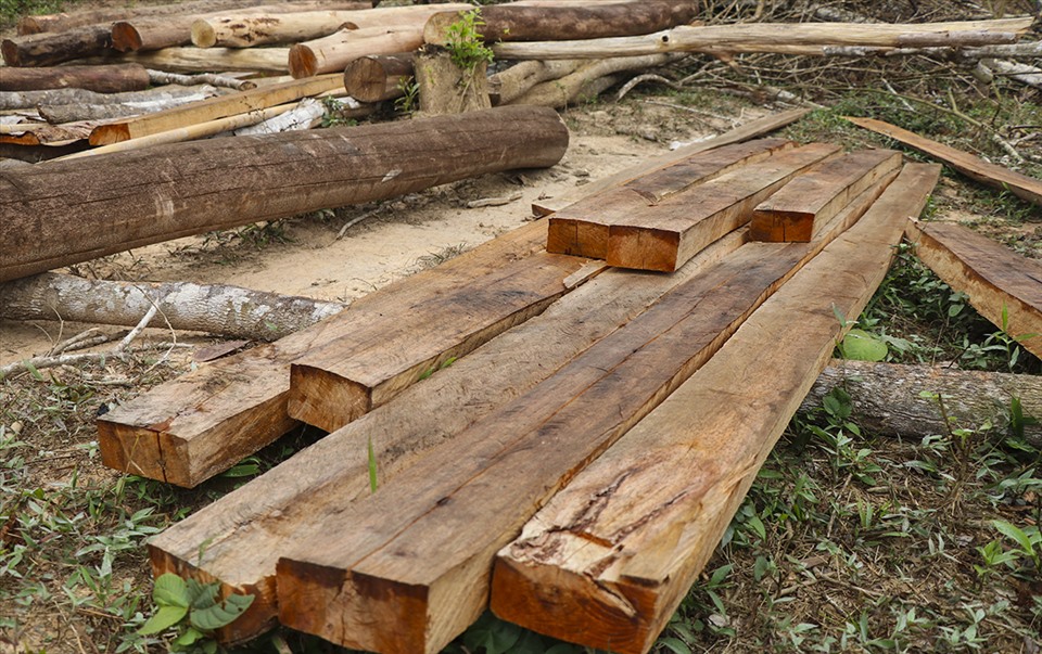 Những cây gỗ to thì được xẻ thành ván ngay tại hiện trường