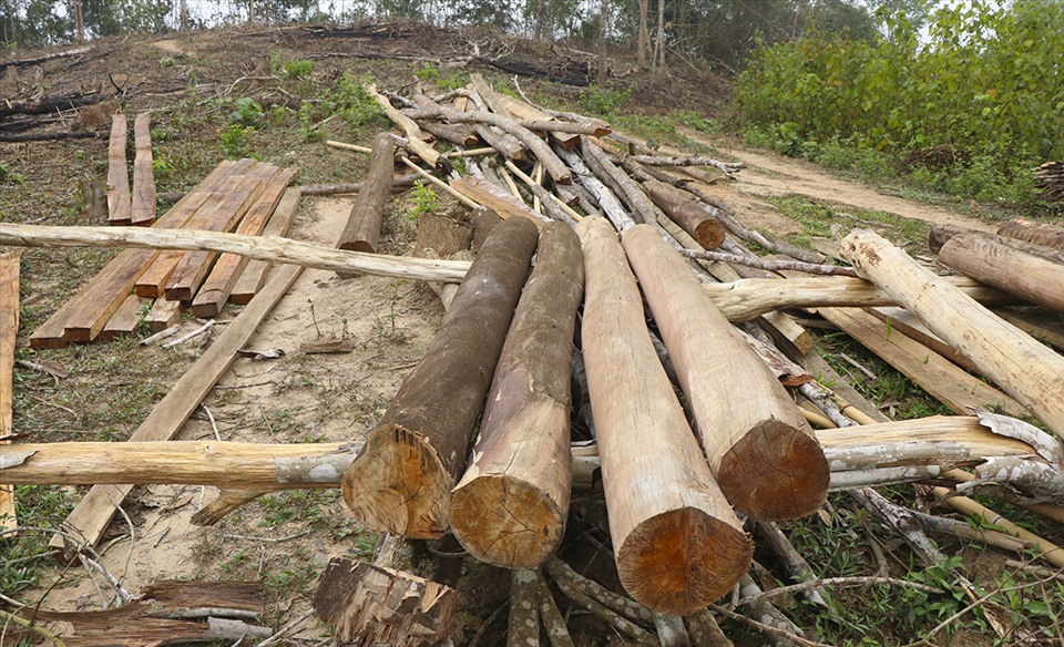 Tại cánh rừng này, người dân ngang nhiên chặt phá, phân loại và chế biến ngay tại chỗ như một xưởng gỗ.