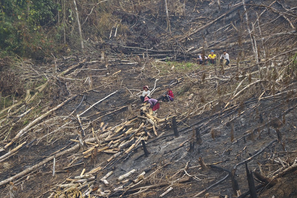 Cách đó không xa, ở một khu rừng khác tiếng cưa máy vẫn đang gào rú, nhiều người dân vẫn đang đốn hạ cây và chế biến gỗ.