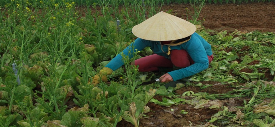 Người dân cắt bỏ rau đã đến kỳ thu hoạch vì không bán được. Ảnh: Thành Nguyễn