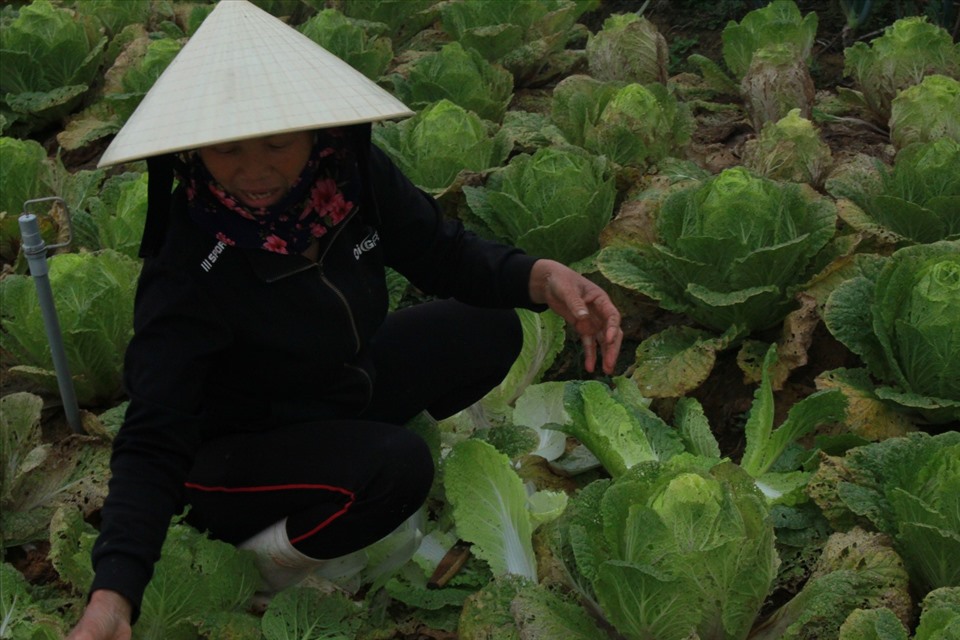 Người dân cắt bỏ rau làm phân bón. Ảnh: Thành Nguyễn