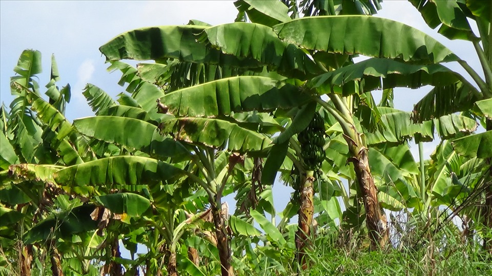 Cây chuối đem lại thu nhập cao cho người dân khu vực rừng kinh tế ở Cà Mau. Ảnh: Nhật Hồ