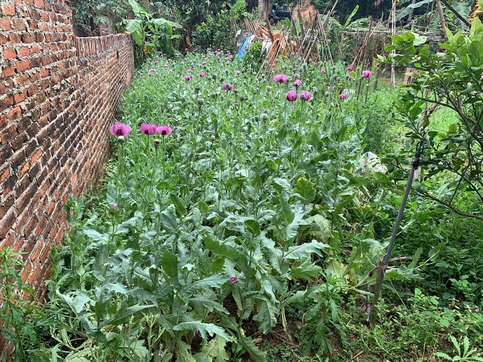 Cây thuốc phiện trồng tại vườn nhà anh Công. Ảnh: Công an huyện Việt Yên