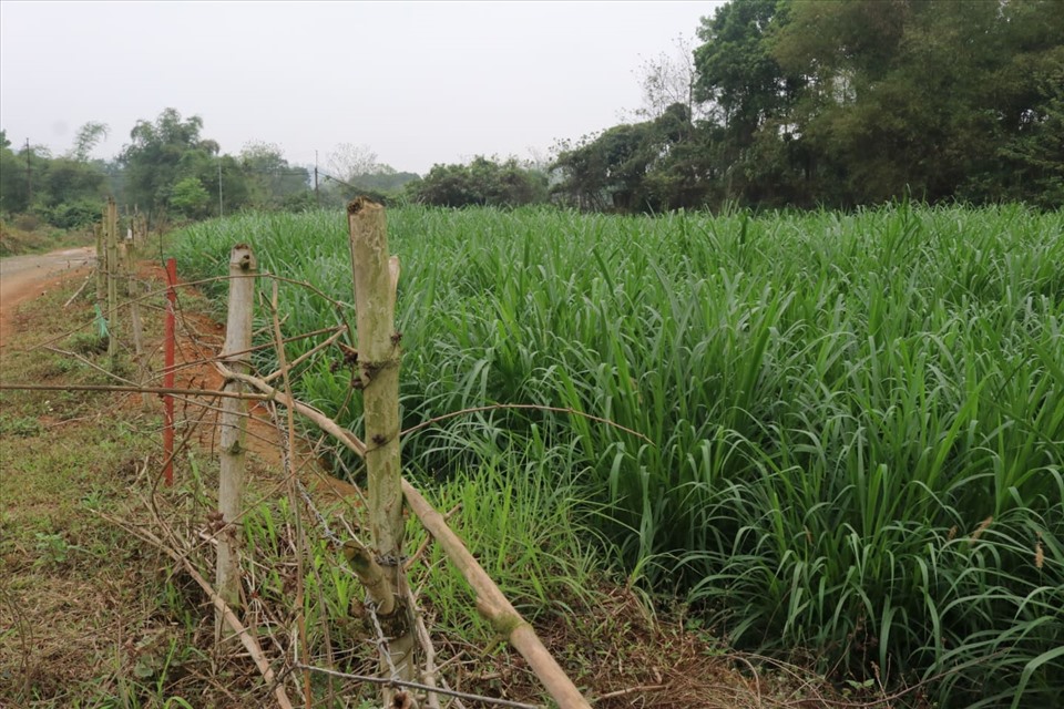 Nhiều hộ dân phải bỏ ruộng trồng lúa, chuyển sang trồng cỏ voi vì nước thải gây ô nhiễm.