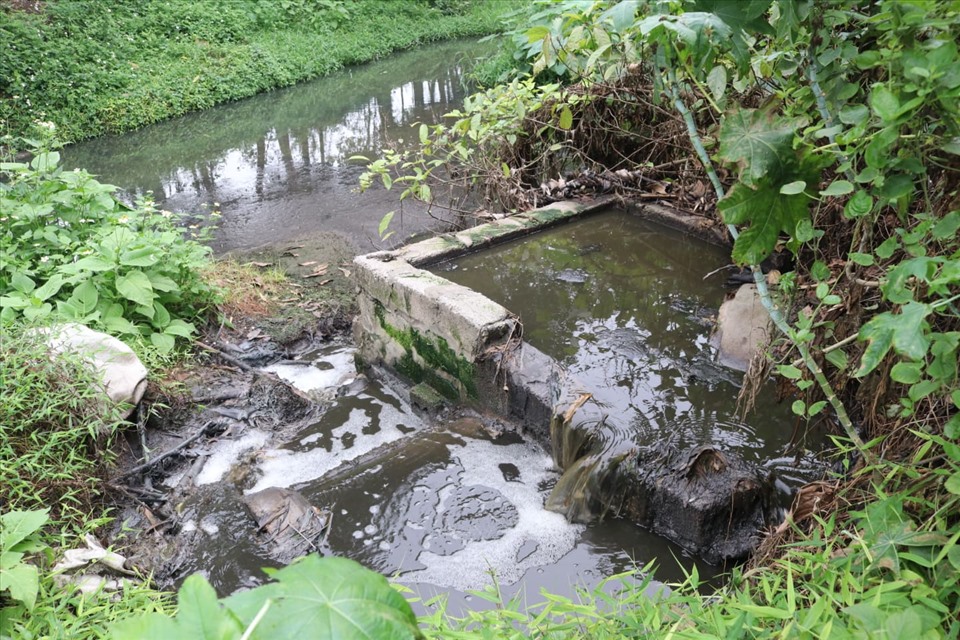 Hệ thống kênh mương trở thành “đường ống” dẫn nước thải cho các trang trại lợn.