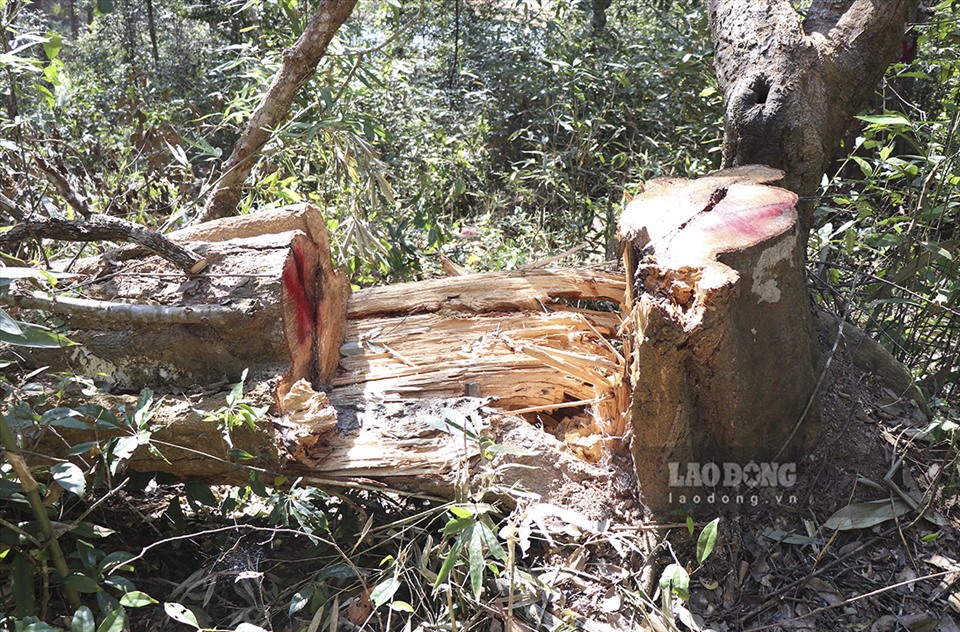 Một trong số 173 cây gỗ bị chặt hạ mà đoàn kiểm tra liên ngành đã phát hiện.