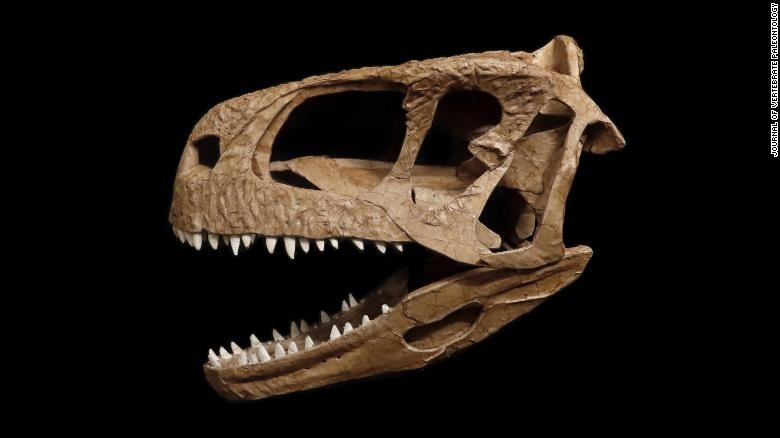 Tái dựng cấu trúc hộp sọ của khủng long Llukalkan aliocranianus. Ảnh: