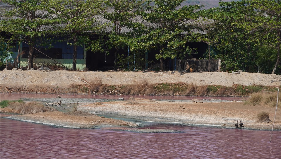Tuy nhiên, tình trạng xả thải gây ô nhiễm lại tái diễn trong thời gian gần đây khiến người dân nuôi cá lồng bè trên sông Chà Và hết sức lo lắng.