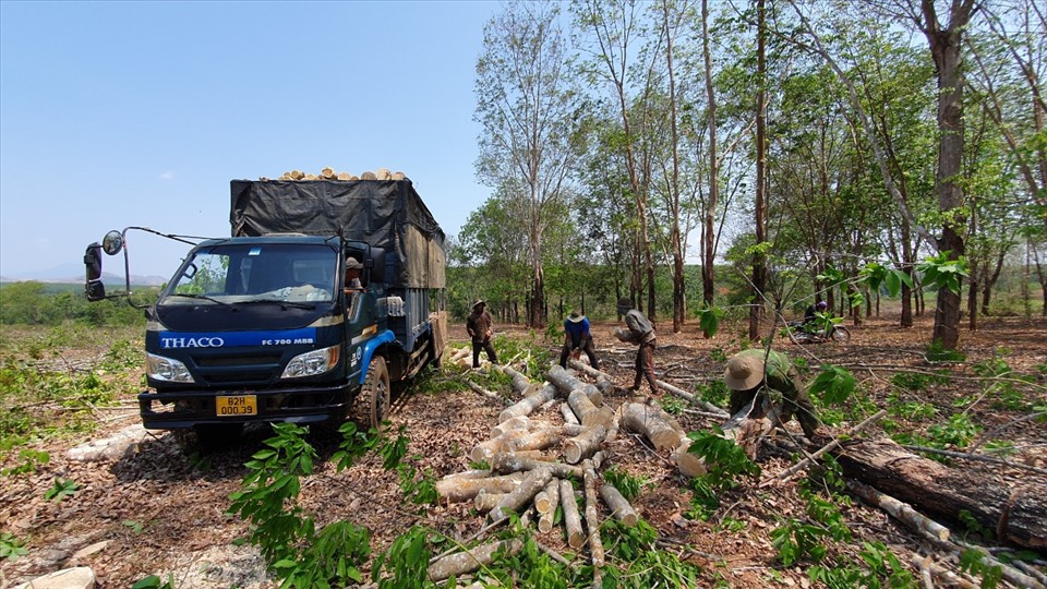 Khai thác caosu thanh lý tại các nông trường ở tỉnh Kon Tum. Ảnh TT
